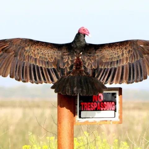 Turkey vulture with spread wings. Santiago Manfrim