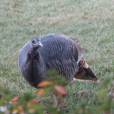 A brazen wild turkey female on a north Chico lawn. J.H. Connell