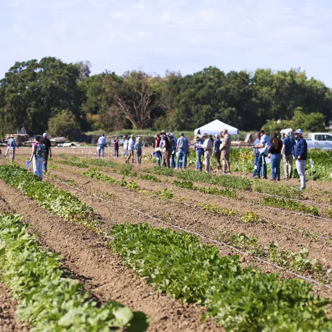 volunteers in a crop field