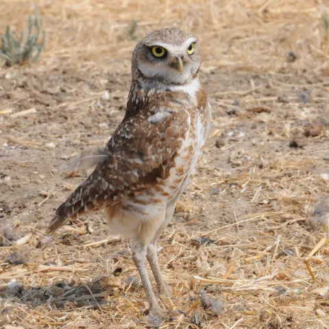 Burrowing owl. UC Davis