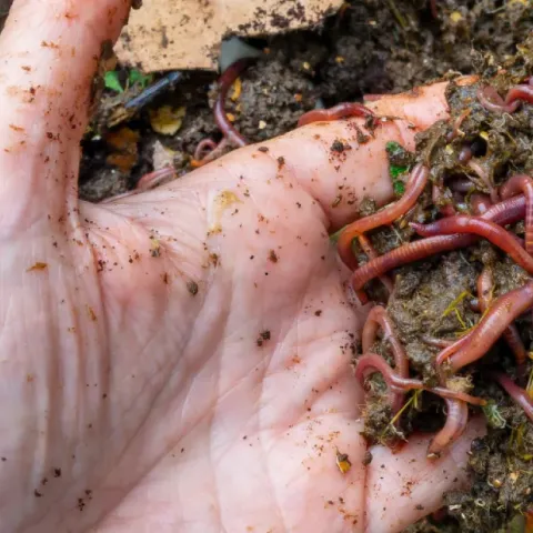 Banner Vermicomposting with red wiggler worms - photo UC ANR