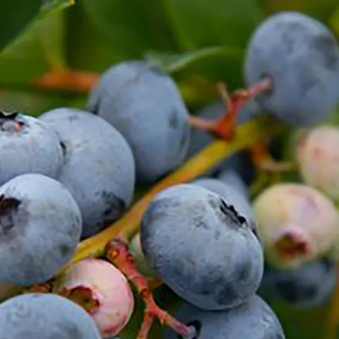 Banner image Blueberries, Photo Pexels-Mark Stebnicki