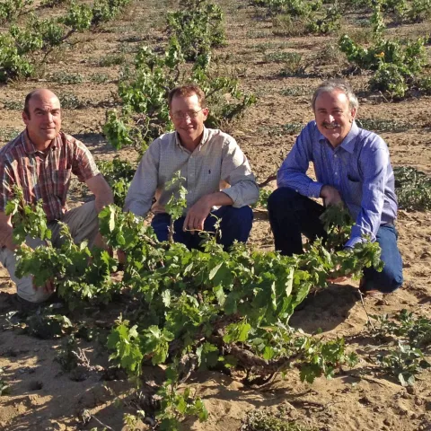 From left, 5.	Matthew Fidelibus, Mark Battany, Larry Bettiga crouch to examine old vine Zinfandel vine in the Cucamonga Valley