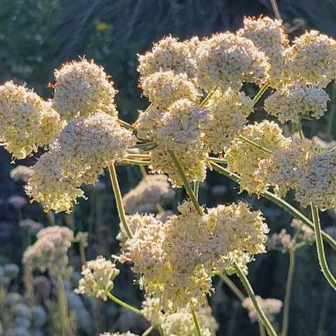 California buckwheat in bloom