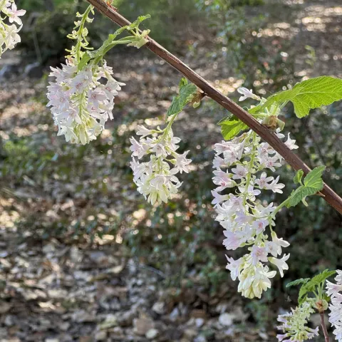 California Natives, PADG picture