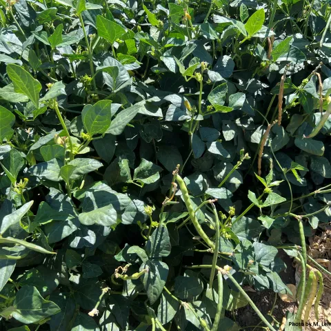 Blackeye bean plant with pods