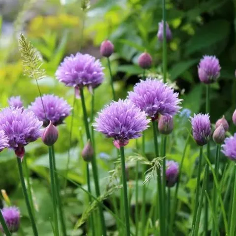 Chives have edible stalks and flowers