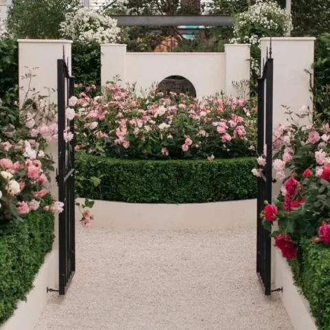 Rose show display
