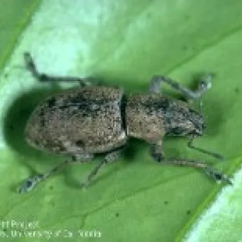 Fuller rose beetle adult on citrus leaf
