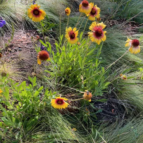 Gaillardia, or blanket flowers, in bloom in the Lake Tahoe Basin, late June 2026