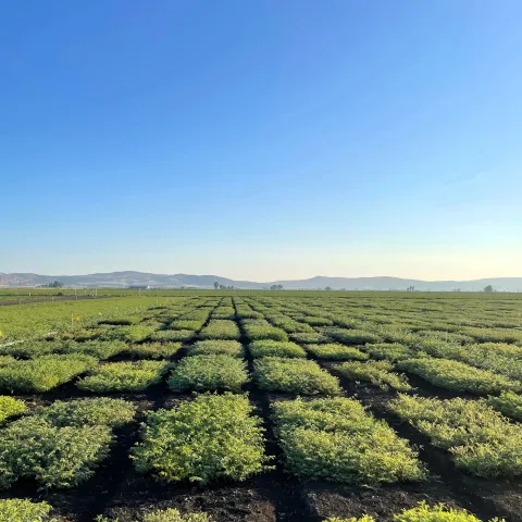field of garbanzo bean plots