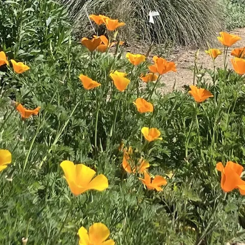 Gehringer Banner image - poppies - Photo Phil Quinlan