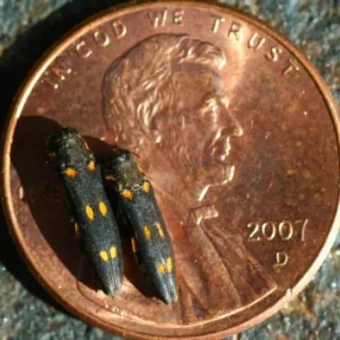 goldspotted oak borer on a penny for size reference (black beetle with 3-4 yellow dots along its back)