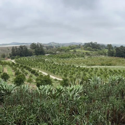 wide view of an orchard and California foothills in the distance