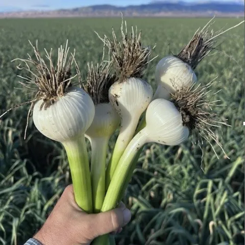Freshly harvested garlic