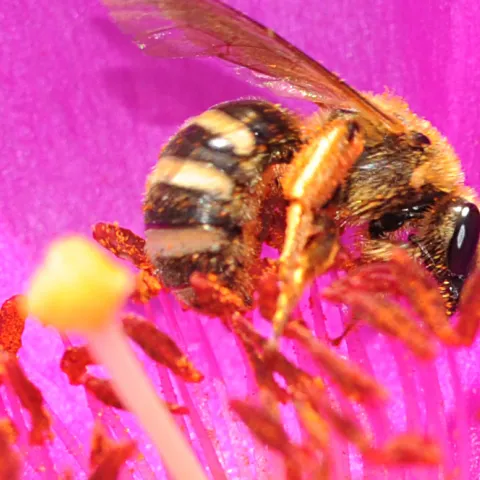 A native bee, Lasioglossum, on rock purslane. (Photo by Kathy Keatley Garvey)