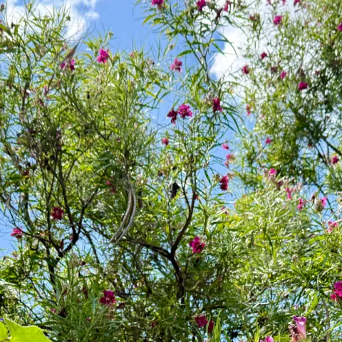 Desert willow and blue sky
