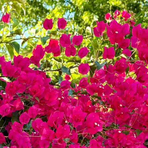 Bright red plant