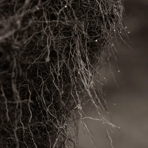 Mycorrhizae fungi, Photo of fine plant roots tangled. together indicating interconnections 