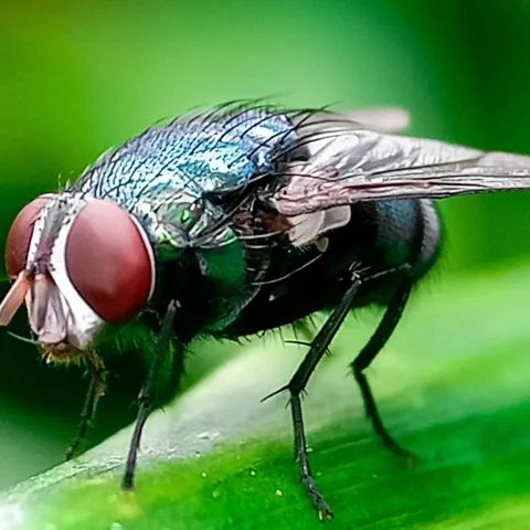 New World Screwworm fly