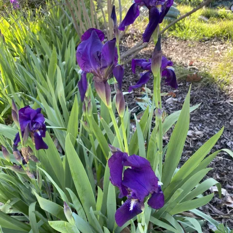 Purple iris flowers rising above spear shaped green leaves.