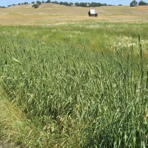 A field of green perennial forage grasses is shown with golden hills and oak trees in the background.