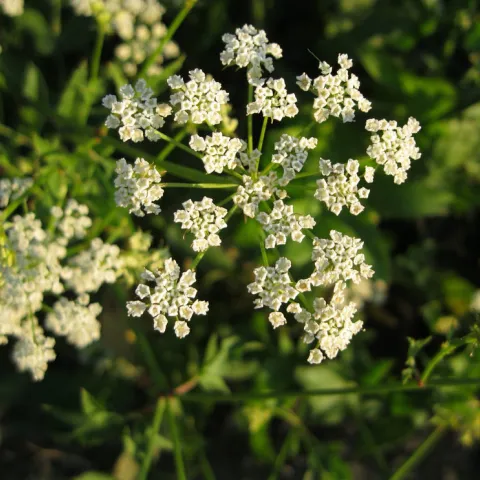 Photo of skirret blossoms, small white blooms similar to carrot or celery inflorescence