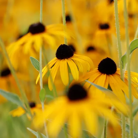 Photo of yellow coneflower with deep brown center. (Annette Meyer on Pixabay)