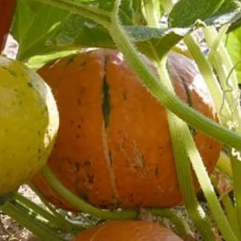 Pumpkins, ready to harvest