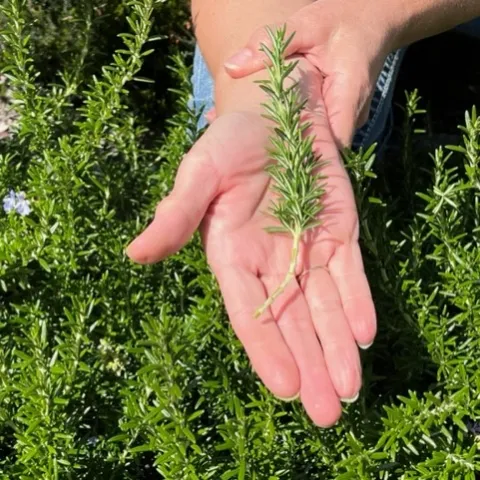 A hand holding a rosemary cutting