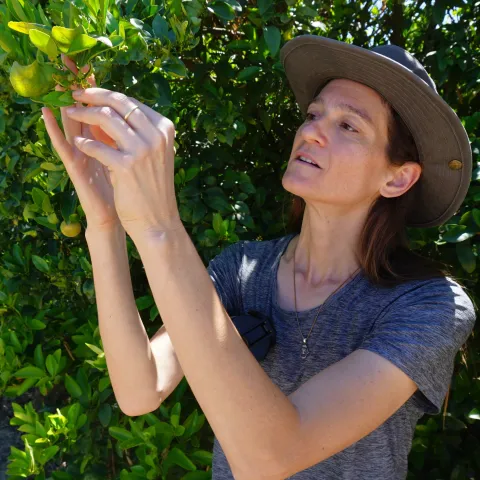 Sarah Weil looks at a leaf as she inspects trees on her Twin Tree Farms