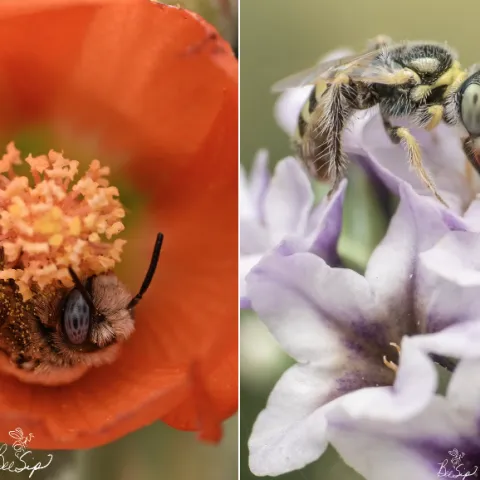 Native bee images on Istagram by Krystle Hickman, author of "ABC's of California's Native Bees"