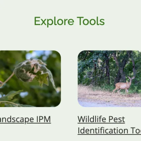 Four sections showcasing tools for pest management and identification with corresponding images. Transcribed Text reads: Plant Problem Diagnostic Tool: Identify 650+ plant pests, diseases, and abiotic problems across 300+ species by narrowing down issues by plant and affected part. Seasonal Landscape IPM Checklist: A monthly IPM checklist helping landscape professionals and gardeners manage common ornamental and fruit tree plant pests with a list of actions. Wildlife Pest Identification Tool: Identify Calif