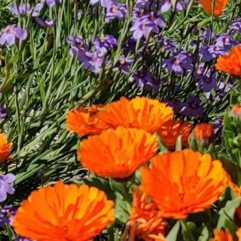 Wildflowers including California poppies