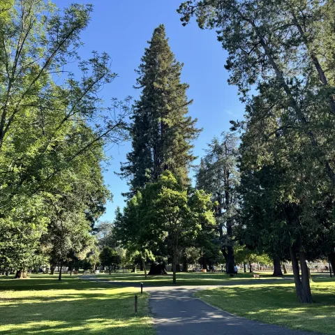 Trees in Fueller Park