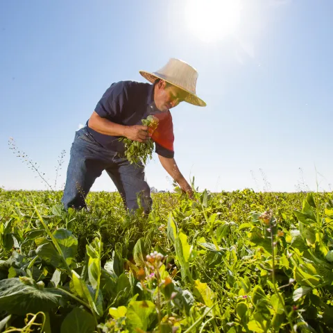 A farmer stands in a lush field of cover crops. He bends over grabbing a handful of foilage.