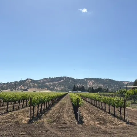 Five rows of a wine grape vineyard under blue skies