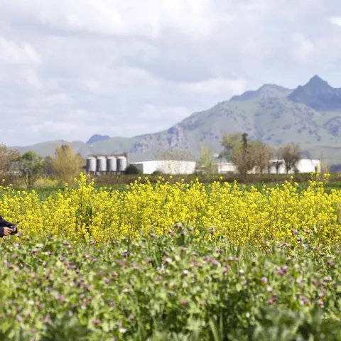 A person crouches on the left side of the field taking photos of the yellow wild mustard cover crop