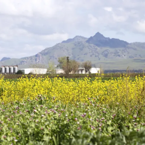 A person crouches on the left side of the field taking photos of the yellow wild mustard cover crop
