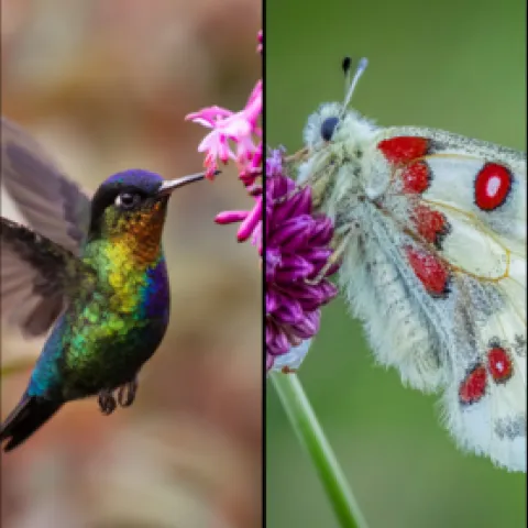 a bee, hummingbird, moth, and beetle pollinating flowers