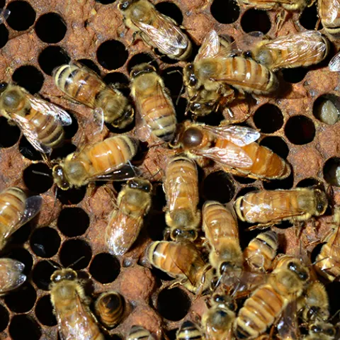 Queen bee and worker bees in a hive.