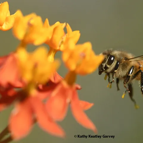 A honey bee heading toward a tropical milkweed.