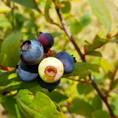 blueberries on a bush