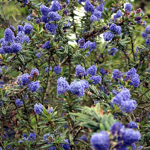 California wild lilac 