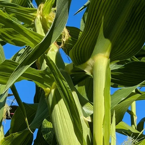 tips for growing corn in the Sonoma County home garden