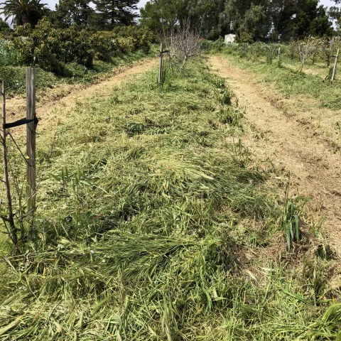 mowed cover crop avocado