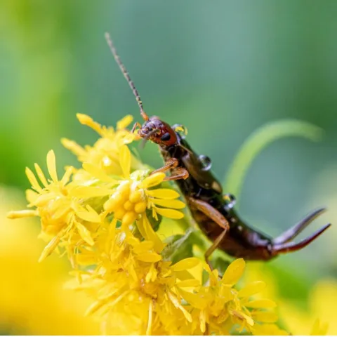 Earwig on flower