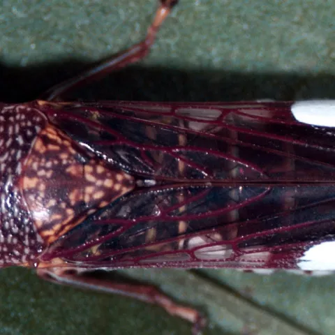 Glassy Winged Sharpshooter