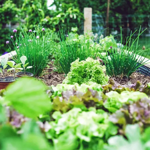 garden bed with a variety of plants