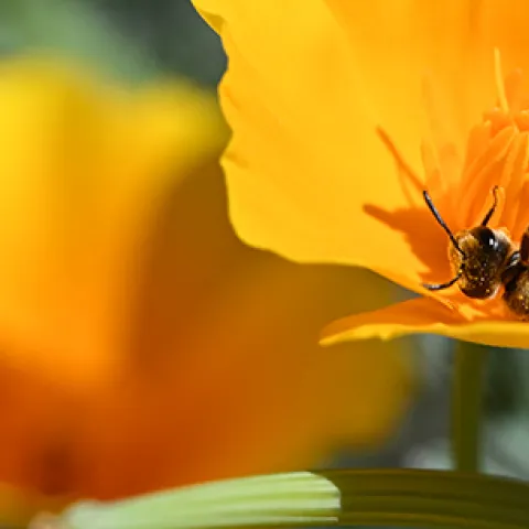 A native bee, genus Halictus, rolling in a California golden poppy in the UC Davis Ecological Garden. (Photo by Kathy Keatley Garvey)